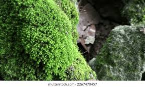 Attēlu rezultāti vaicājumam “Dicranum scoparium”