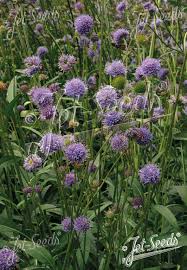 Attēlu rezultāti vaicājumam “Succisa pratensis bud”