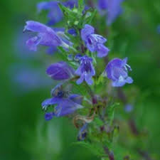 Image result for Dracocephalum moldavicum