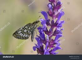 Attēlu rezultāti vaicājumam “Heteropterus morpheus”