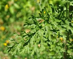 Attēlu rezultāti vaicājumam “Jacobaea vulgaris leaf”