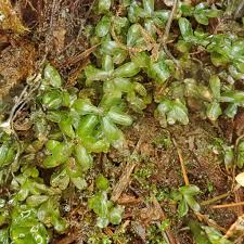 Attēlu rezultāti vaicājumam “Rhizomnium punctatum sporophyte”