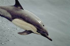 Image result for Delphinus delphis