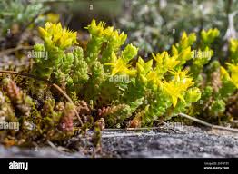 Attēlu rezultāti vaicājumam “Sedum acre bud”