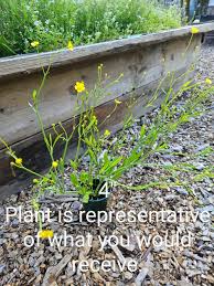 Attēlu rezultāti vaicājumam “Ranunculus lingua leaf”