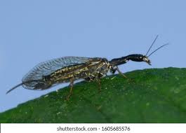 Attēlu rezultāti vaicājumam “Raphidioptera imago”