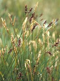 Attēlu rezultāti vaicājumam “Carex davalliana”