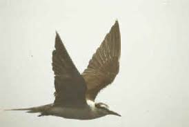 Image result for Sterna acuflavida