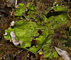 Attēlu rezultāti vaicājumam “Peltigera leucophlebia”