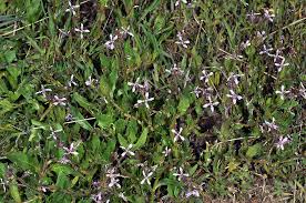 Attēlu rezultāti vaicājumam “Cribraria tenella”