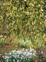 Attēlu rezultāti vaicājumam “Viscum album female flower”