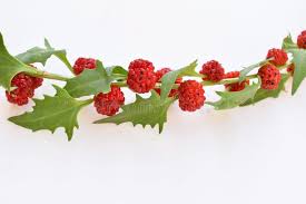 Attēlu rezultāti vaicājumam “Chenopodium foliosum”