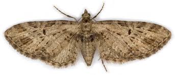 Attēlu rezultāti vaicājumam “Eupithecia exiguata”