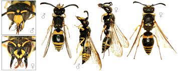 Attēlu rezultāti vaicājumam “Ancistrocerus sp. male”