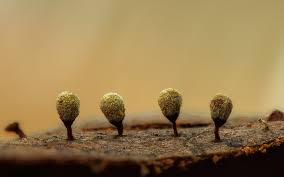 Attēlu rezultāti vaicājumam “Craterium aureonucleatum”