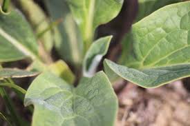 Attēlu rezultāti vaicājumam “Cynoglossum officinale leaf”