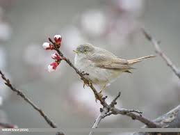 Image result for Sylvia nana