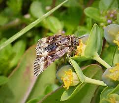 Attēlu rezultāti vaicājumam “Actinotia polyodon”