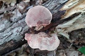 Attēlu rezultāti vaicājumam “Hapalopilus aurantiacus”