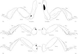 Attēlu rezultāti vaicājumam “Hypocaccus rugiceps”