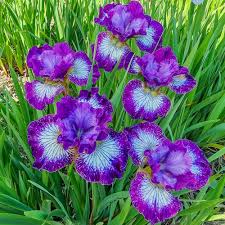 Attēlu rezultāti vaicājumam “Iris sibirica leaf”