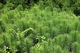 Attēlu rezultāti vaicājumam “Equisetum telmateia”