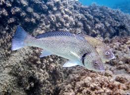 Image result for Umbrina cirrosa