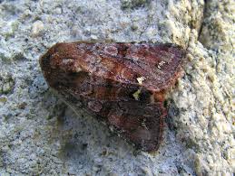 Attēlu rezultāti vaicājumam “Ceramica pisi”