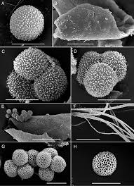 Attēlu rezultāti vaicājumam “Enerthenema papillatum young”