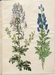 Attēlu rezultāti vaicājumam “Aconitum napellus leaf”