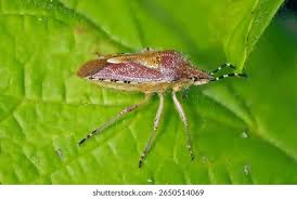 Attēlu rezultāti vaicājumam “Dolycoris baccarum”