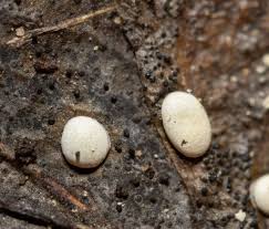 Attēlu rezultāti vaicājumam “Didymium difforme macro”