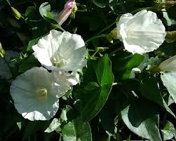 Attēlu rezultāti vaicājumam “Calystegia inflata leaf”