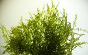 Attēlu rezultāti vaicājumam “Amblystegium serpens sporophyte”