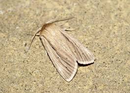 Attēlu rezultāti vaicājumam “Mythimna impura”