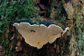 Attēlu rezultāti vaicājumam “Heterobasidion annosum”