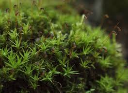 Attēlu rezultāti vaicājumam “Timmia megapolitana”