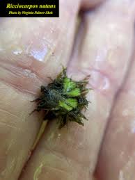 Attēlu rezultāti vaicājumam “Ricciocarpos natans”