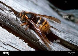 Attēlu rezultāti vaicājumam “Dolichovespula media”