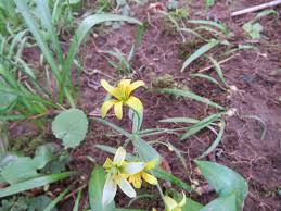 Attēlu rezultāti vaicājumam “Gagea lutea bud”