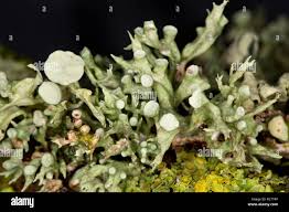 Attēlu rezultāti vaicājumam “Ramalina fastigiata”