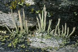 Attēlu rezultāti vaicājumam “Cladonia coniocraea”