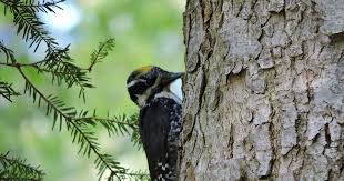 Attēlu rezultāti vaicājumam “Picoides tridactylus”