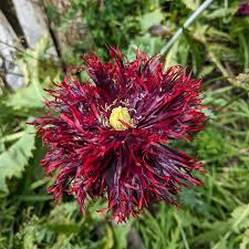 Image result for Papaver somniferum Black