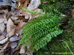 Attēlu rezultāti vaicājumam “Asplenium viride”