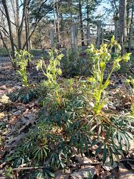 Image result for Helleborus foetidus