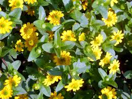 Image result for Sanvitalia procumbens