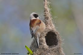 Attēlu rezultāti vaicājumam “Remiz pendulinus adult”