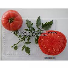 Afbeeldingsresultaat voor mortgage lifter bicolor strain tomato