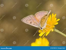 Attēlu rezultāti vaicājumam “Lycaena alciphron underside”